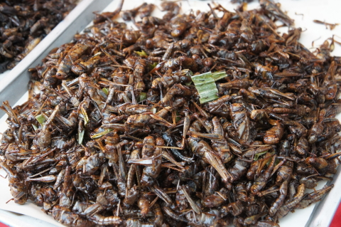 チェンマイの不思議な食材画像