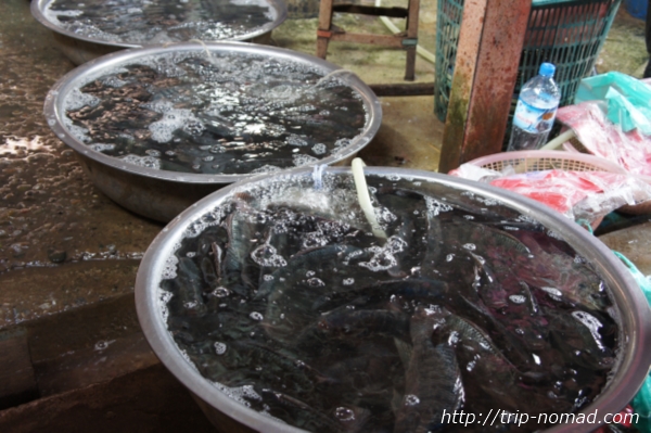 『タラートポーシー市場』タライにぴちぴちの鮮魚たち画像
