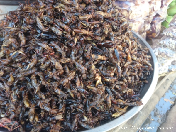 カンボジア『虫料理』バッタ画像