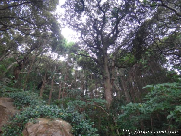 御蔵島『タンテイロの森』画像