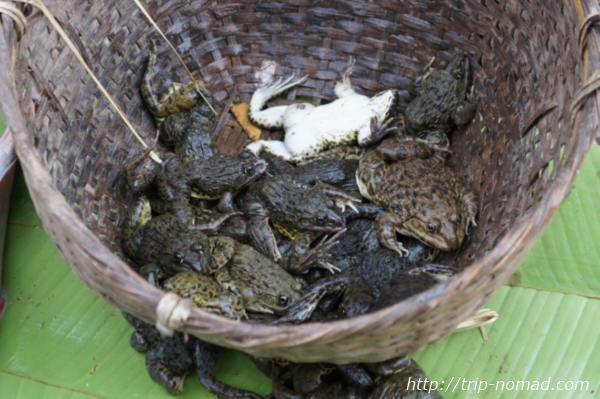 ラオス『ルアンパバーン』食材カエル画像