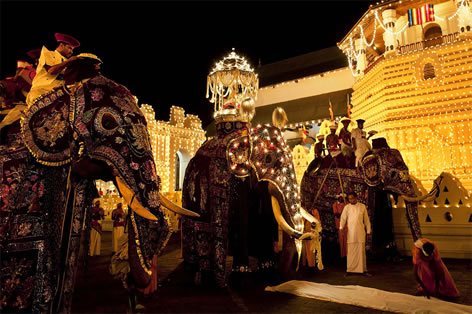 H I S スリランカ最大 きらびやかに飾られた象たちのパレード ペラヘラ祭り Trip Nomad